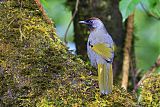 Silver-eared Laughingthrushborder=